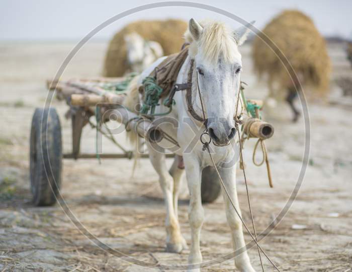 A Freight Horse Car Uploading A Labor In The Village Of Kartikpur, Dohar, Bangladesh.