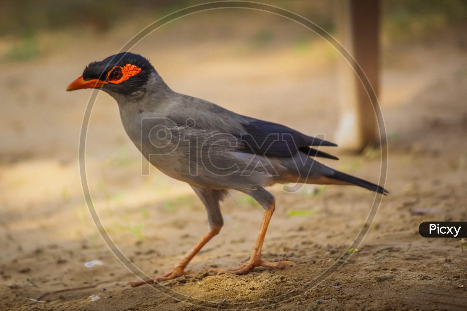 Common myna bird on ground