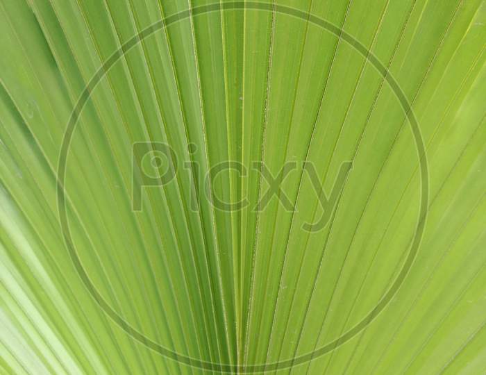 Close up of leaves saw palmetto, Abstract leaves texture, Ecological Concept, Space for text in template