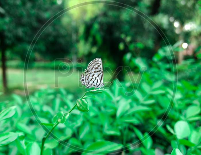 butterfly sitting on the green leave in the forest. Beautiful butterfly,