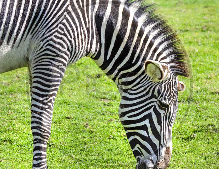 A Grevy's Zebra grazing. Its natural habitat is semi-arid grasslands of east Africa.