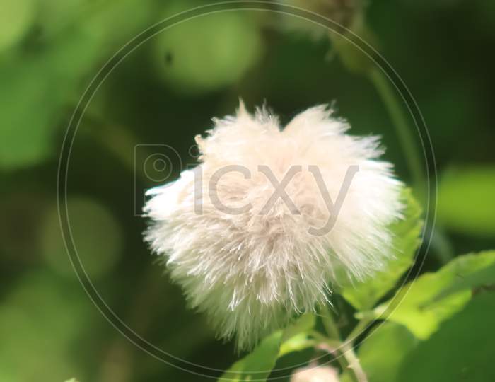 Flower like cotton