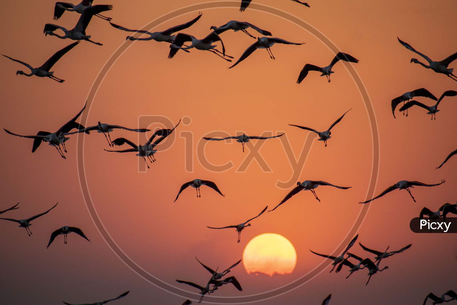 A Silhouette Shot Of Group Of Flamingos Flying During Sunset With Sun In Background