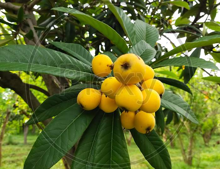 Nice bunch of Loquat hanging with the tree