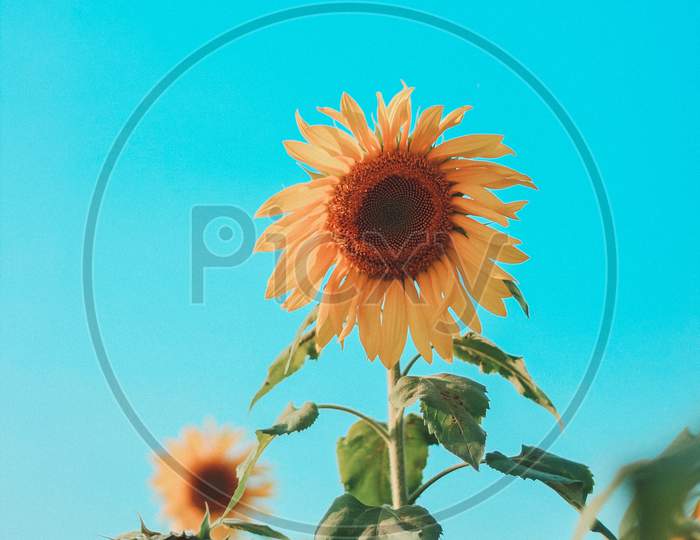 Smiley Sunflowers