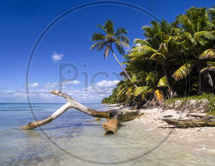 Drift wood lying on a Caribbean beach.