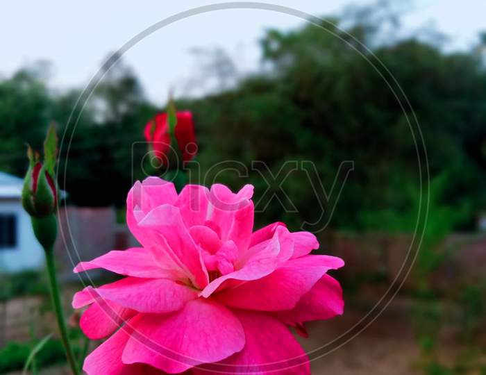 Artificial pink flower