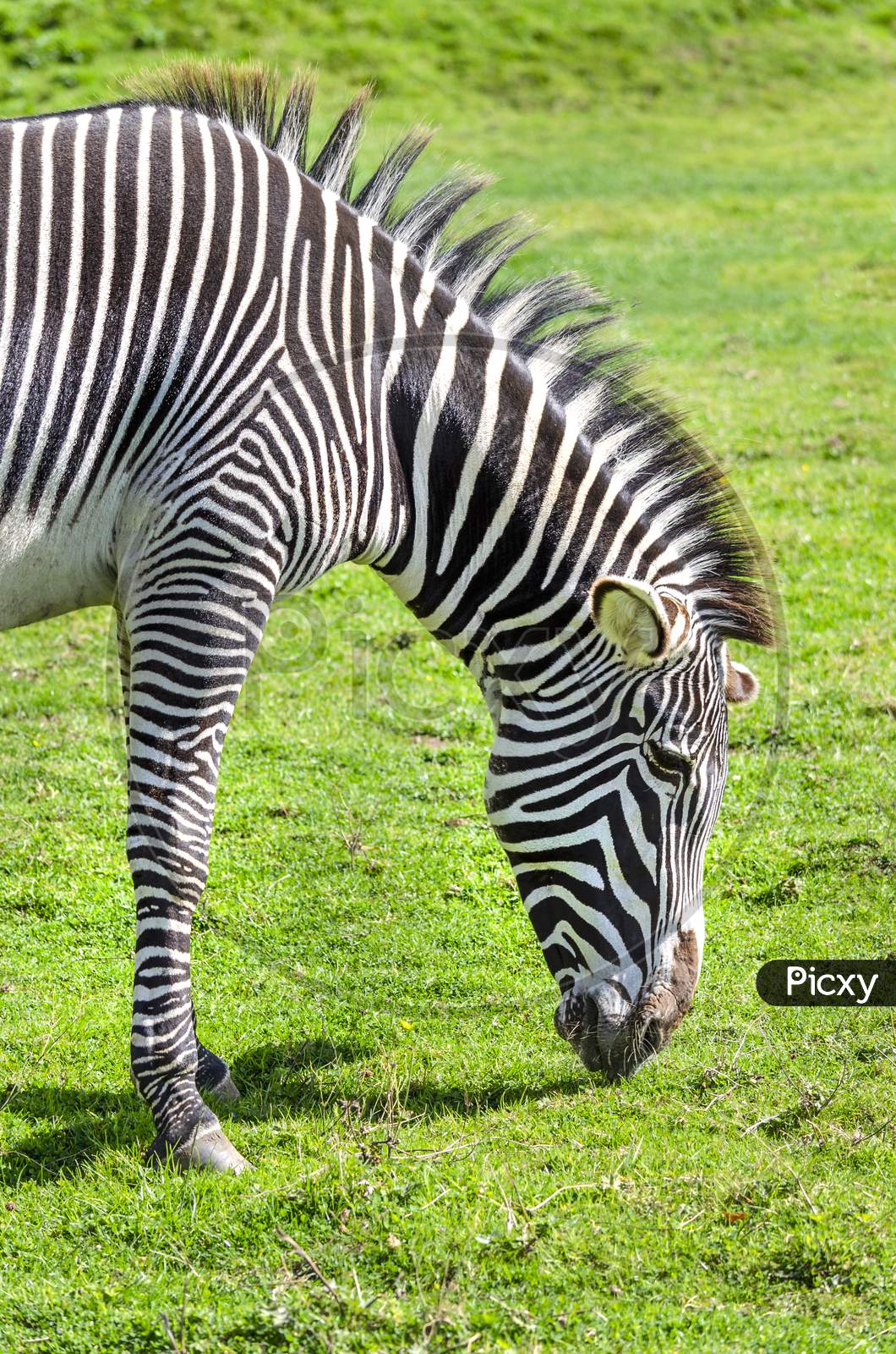 A Grevy's Zebra grazing. Its natural habitat is semi-arid grasslands of east Africa.