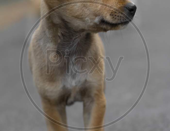 Street Puppy Brown Walking On Road Alone Looking Right