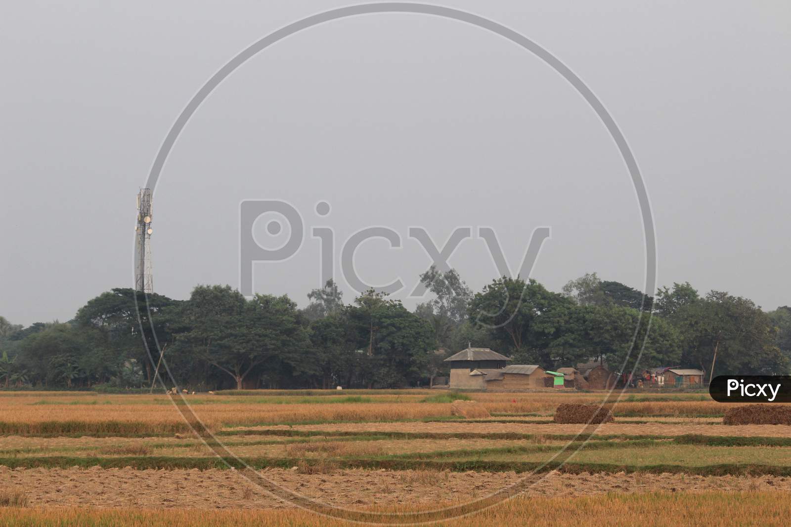 Paddy agriculture in West Bengal, India