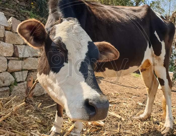 a beautiful white and black color cow is looking something with tied with rope in outdoor in hilly area of Himachal pradesh, India