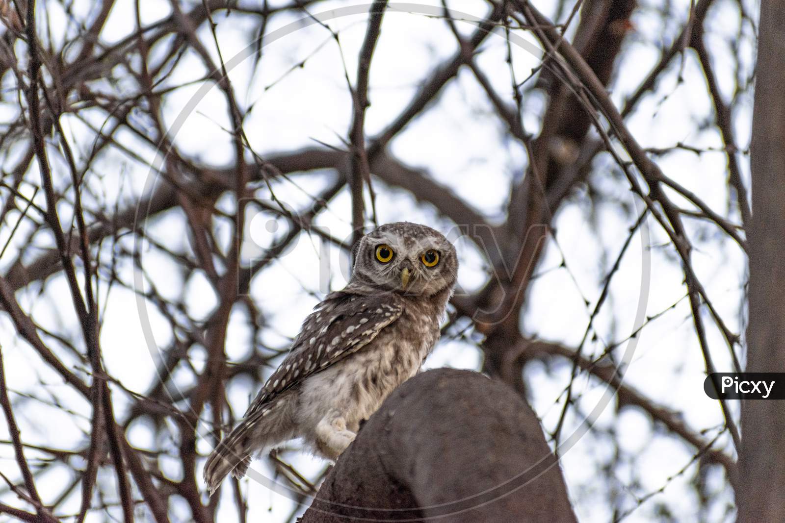 Indian Spotted Owlet Sitting On The Branch Of A Babul Tree