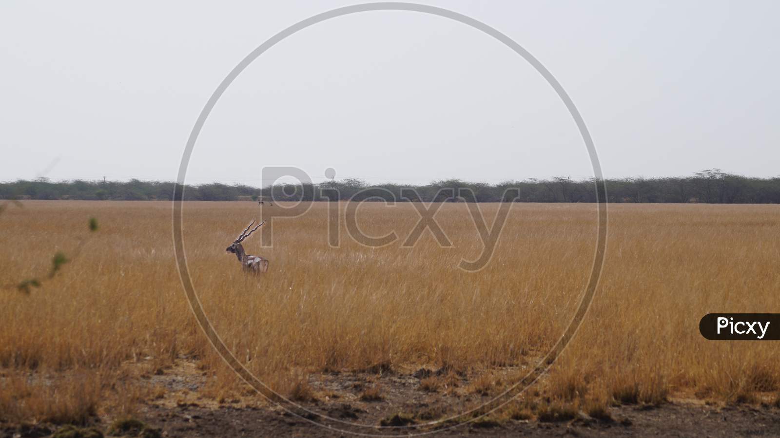 Indian Black Buck Antelope at Velavadar