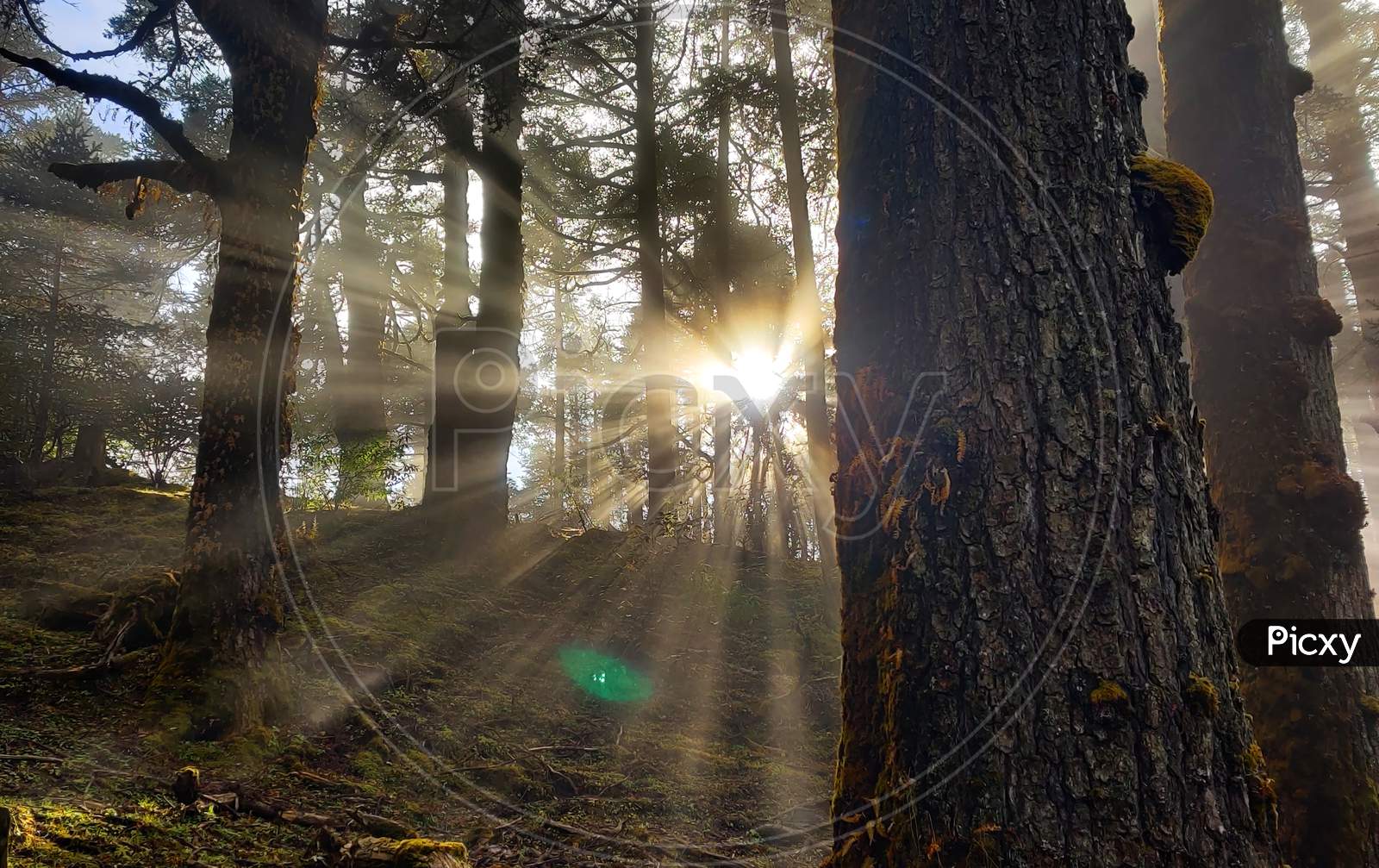 sun rays in the forest,Morning In the Forest. Sun Rays Between the Trees.