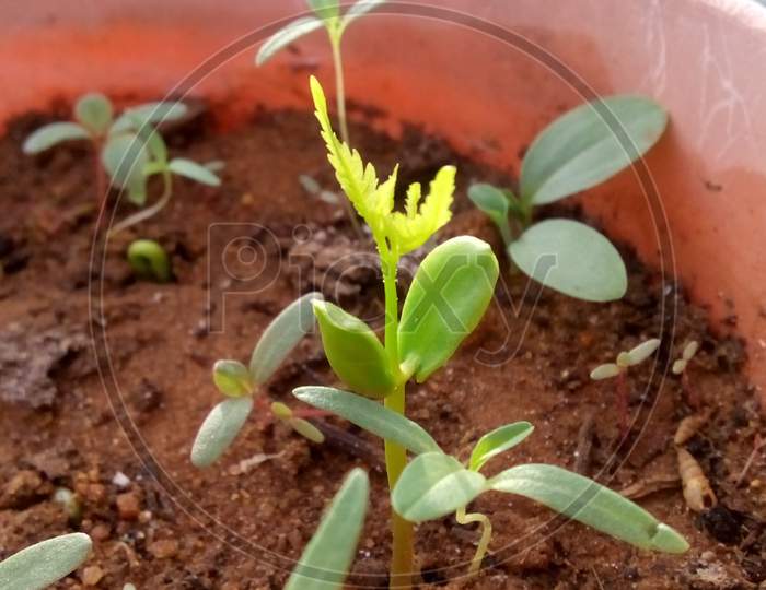 Neem saplings start growing