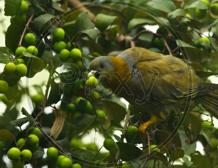 yellow footed green pegion