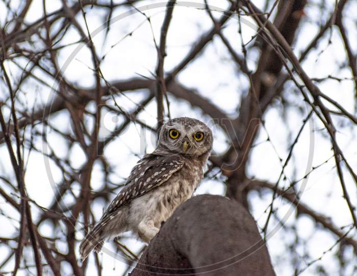 Indian Spotted Owlet Sitting On The Branch Of A Babul Tree