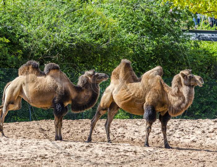 The Bactrian camel is a large, even-toed ungulate native to the steppes of Central Asia.