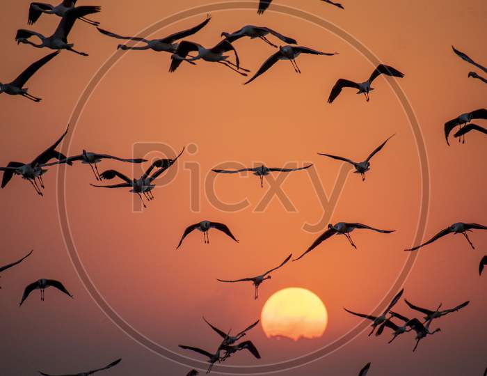 A Silhouette Shot Of Group Of Flamingos Flying During Sunset With Sun In Background