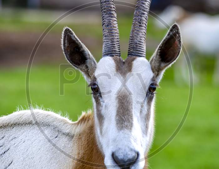 The Scimitar-horned Oryx, also called the Scimitar Oryx, of North Africa is extinct in the wild.