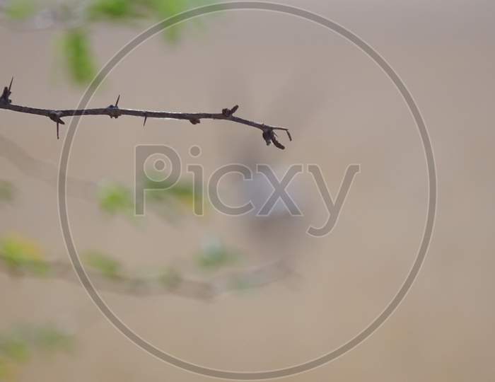 single branch of a tree and blurry background