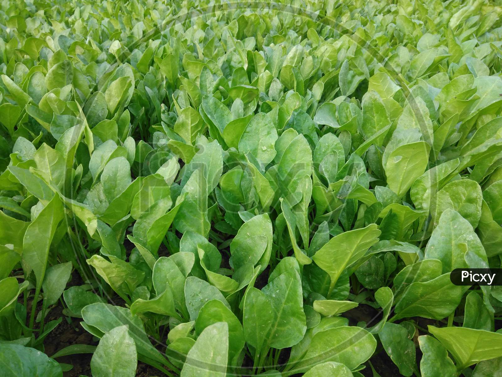 Spinach crop