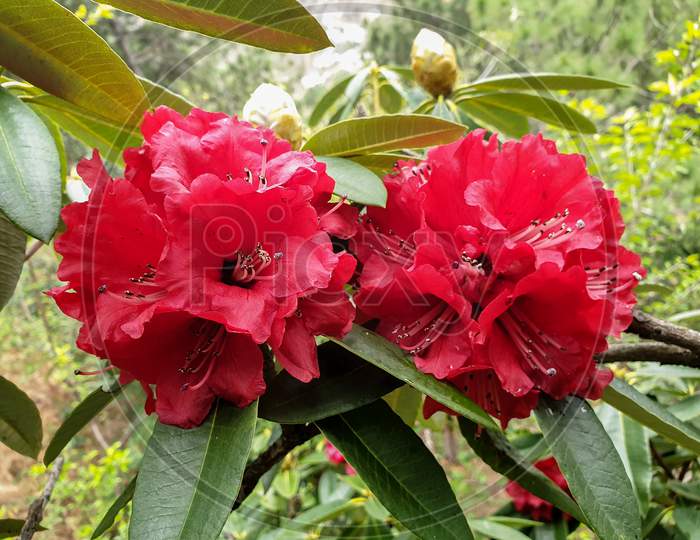 Capture of two rhododendron arboreum (burans) flower in tree with selective focus, selective focus on subject, background blur