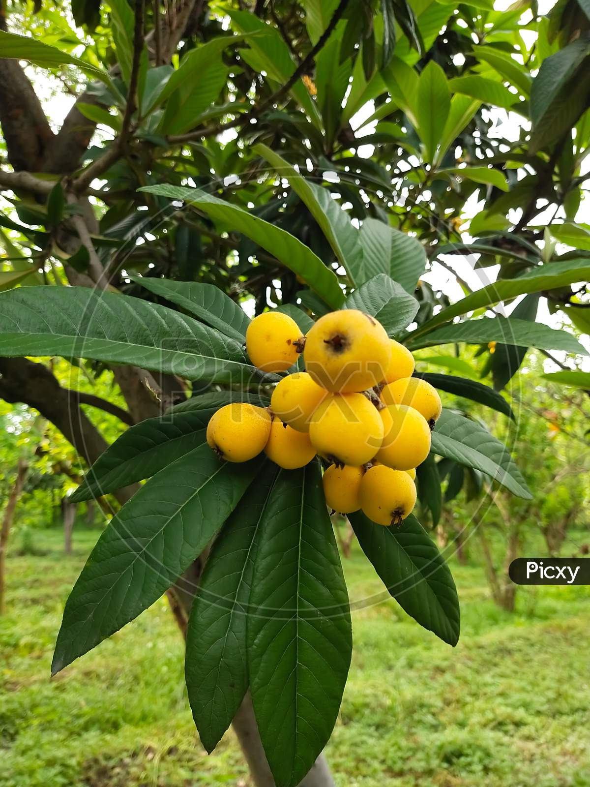 Nice bunch of Loquat hanging with the tree