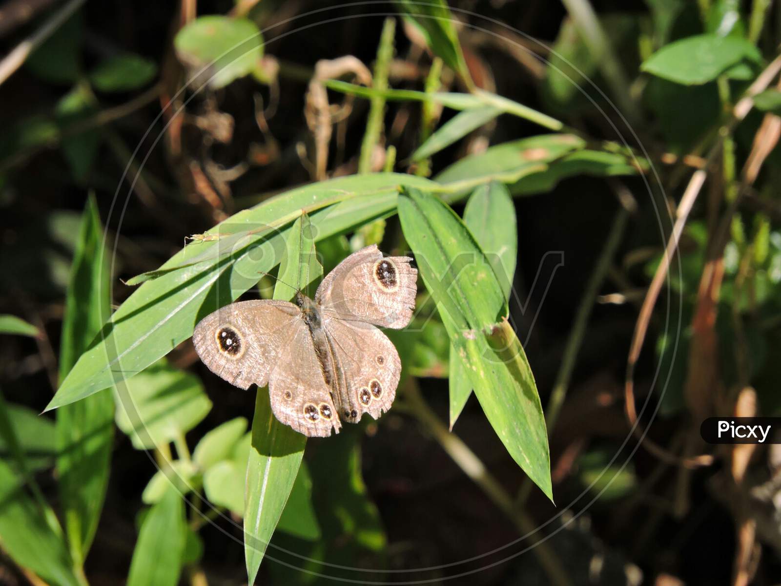 Common fourring butterfly