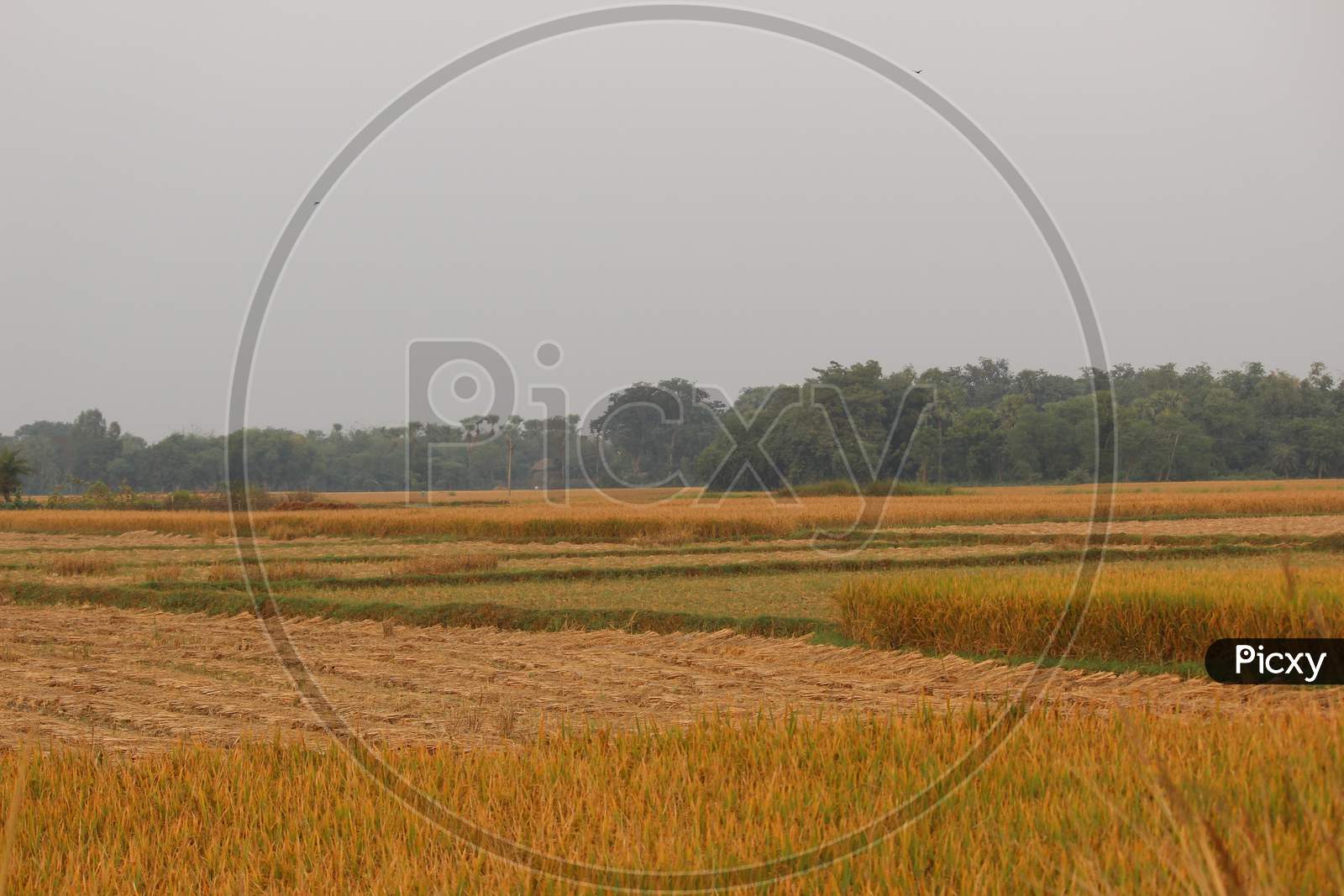 indian agricultural fields