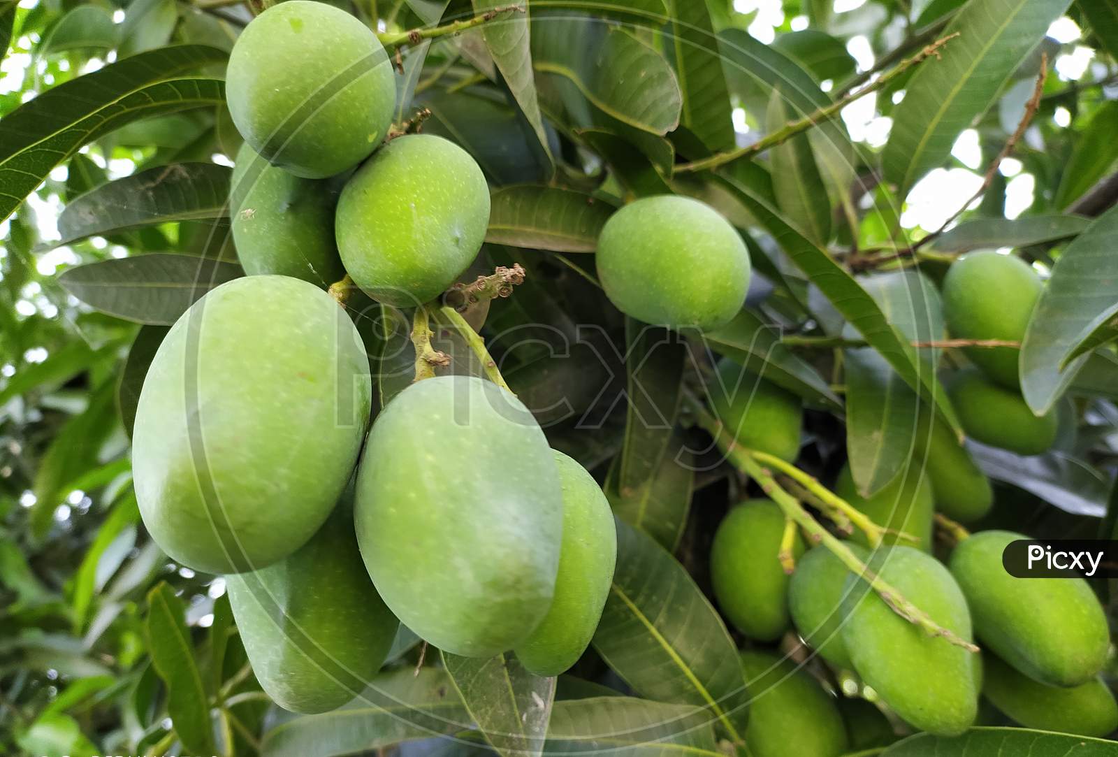 Raw mangoes on the tree