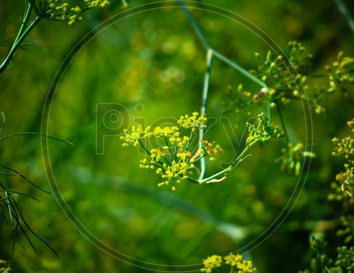 Closeup nature view of green leaf on blurred greenery background, natural green plants landscape, ecology, fresh wallpaper concept