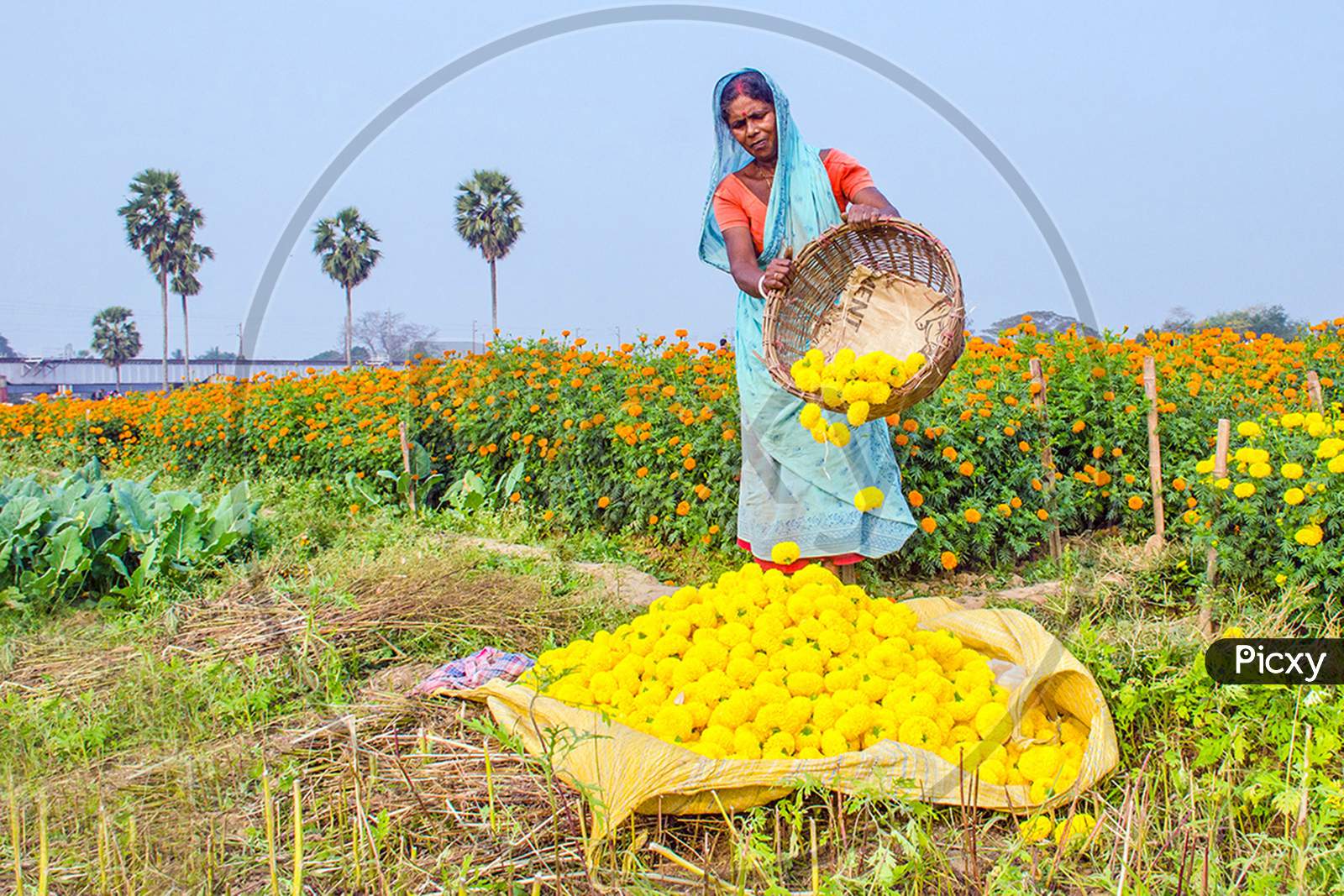 marigold flower farmer