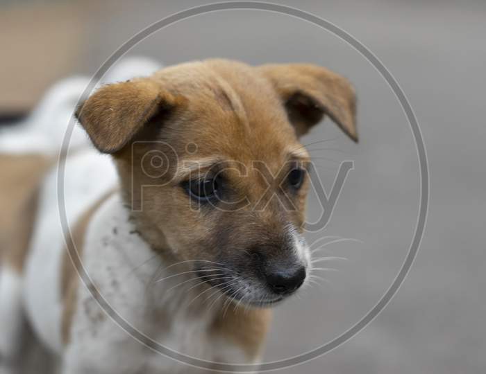 Innocent Puppy Brown White Looking For Food Homeless