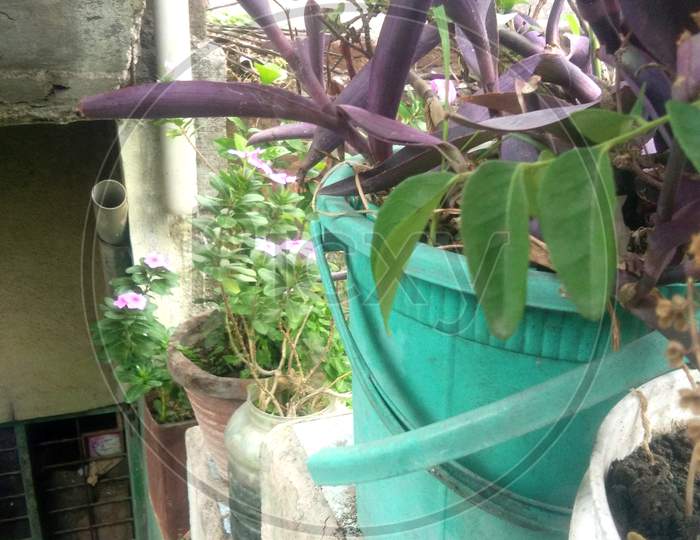 Plants planted in bucket in old style Houses