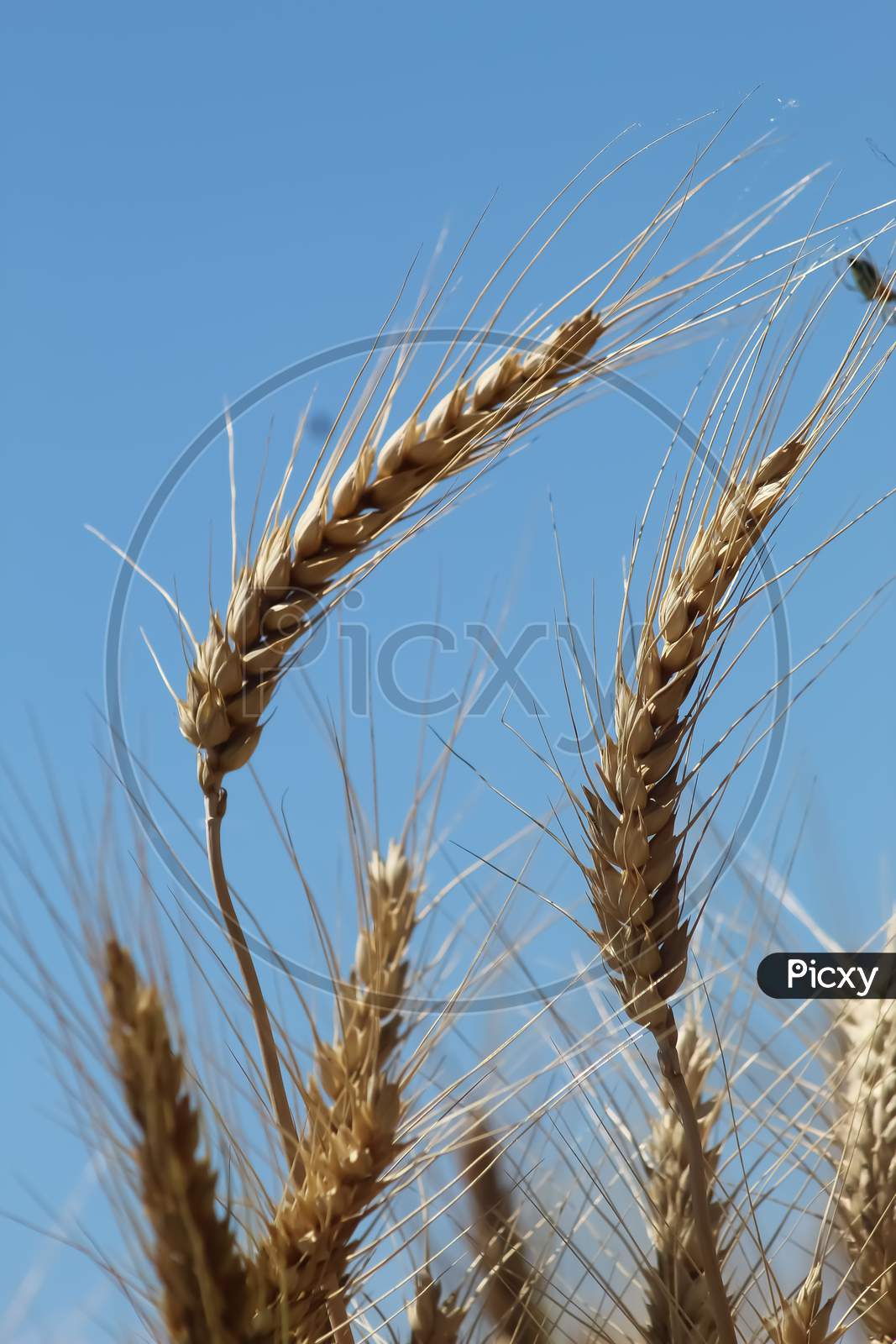 Wheat crop golden corn