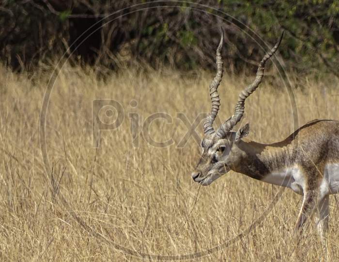 Indian Black Buck Antelope at Velavadar