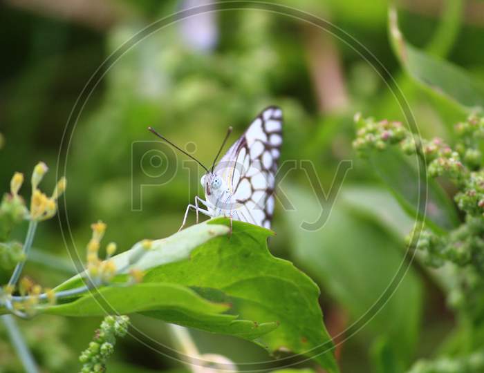 butterfly sitting on the green leave in the forest.
