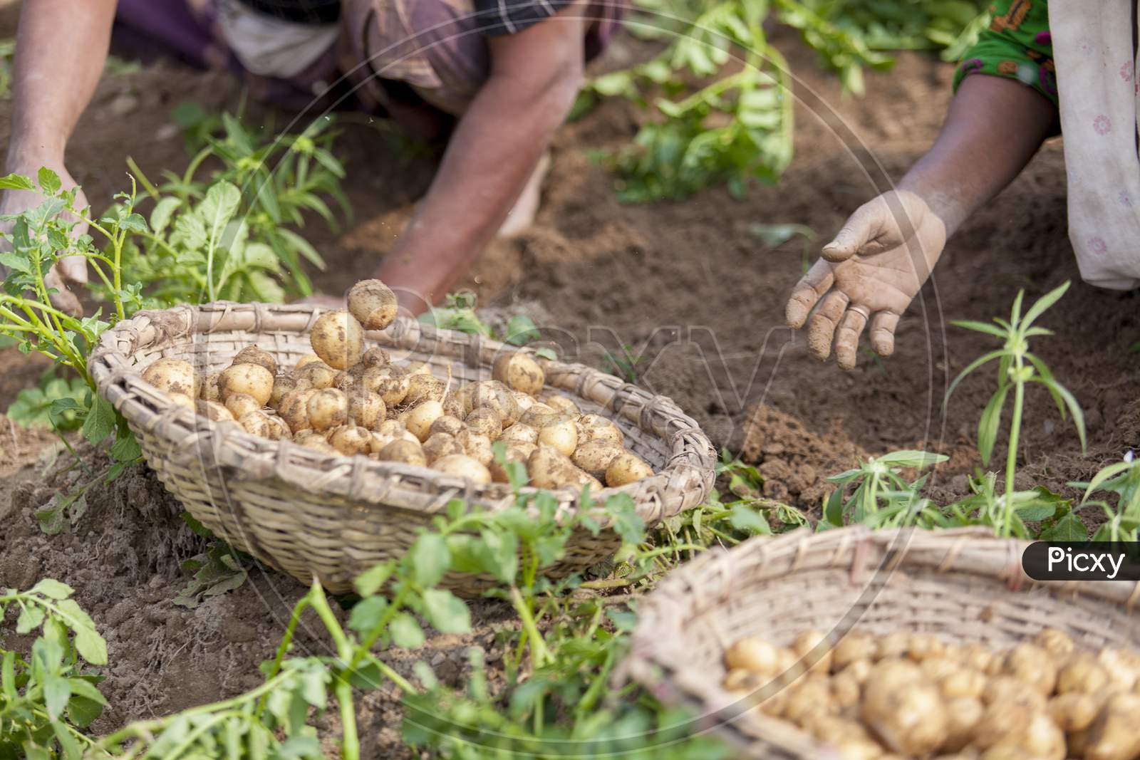 Roots Full Potatoes Are Showing A Worker At Thakurgong, Bangladesh.