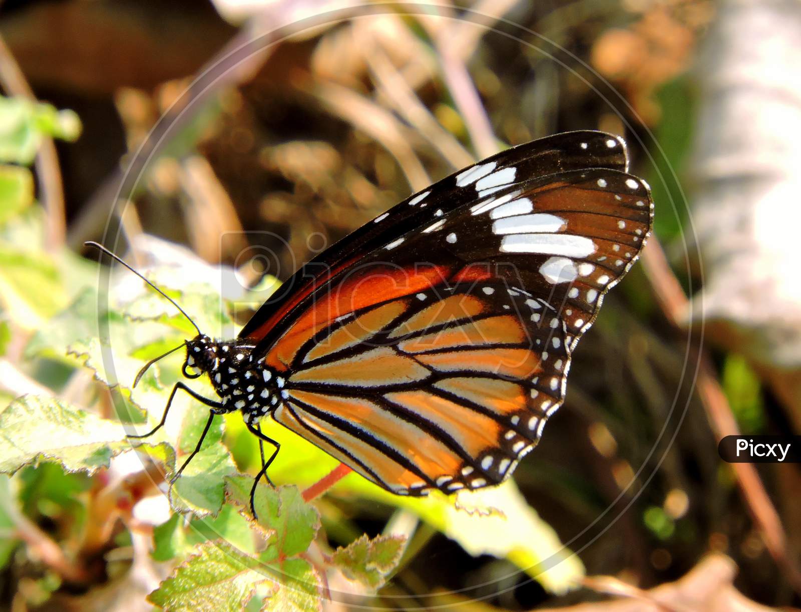 Striped tiger butterfly