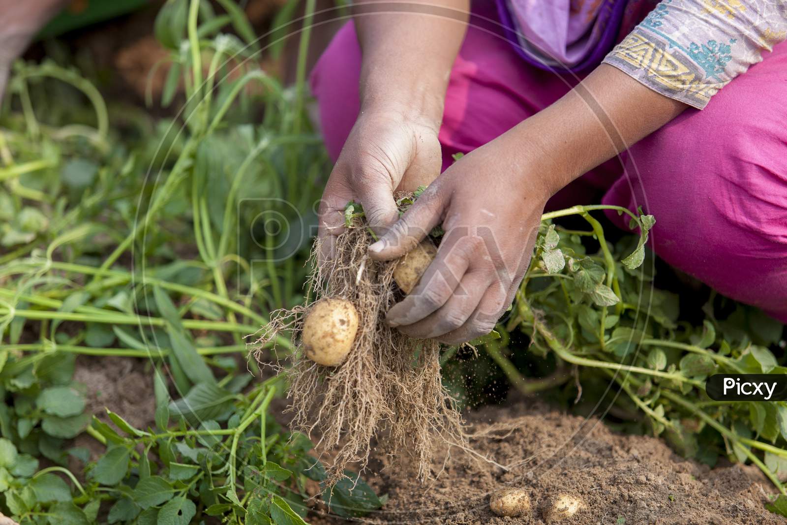 Roots Full Potatoes Are Showing A Worker At Thakurgong, Bangladesh.