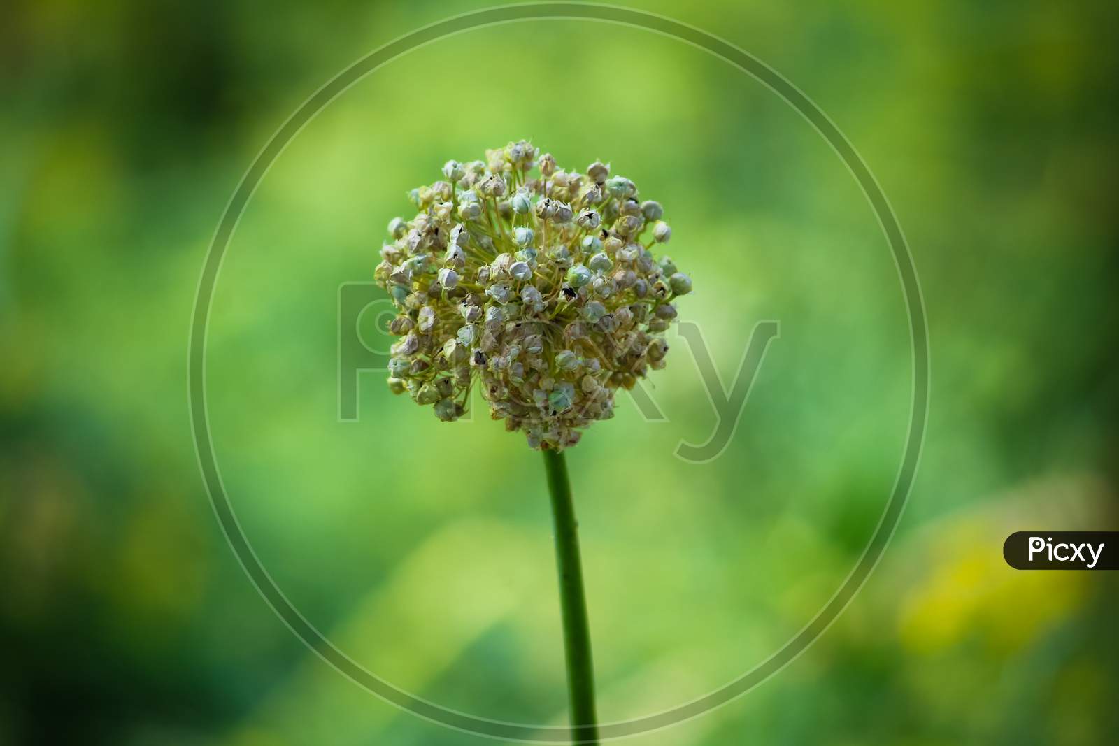 closeup of Dandelion flower