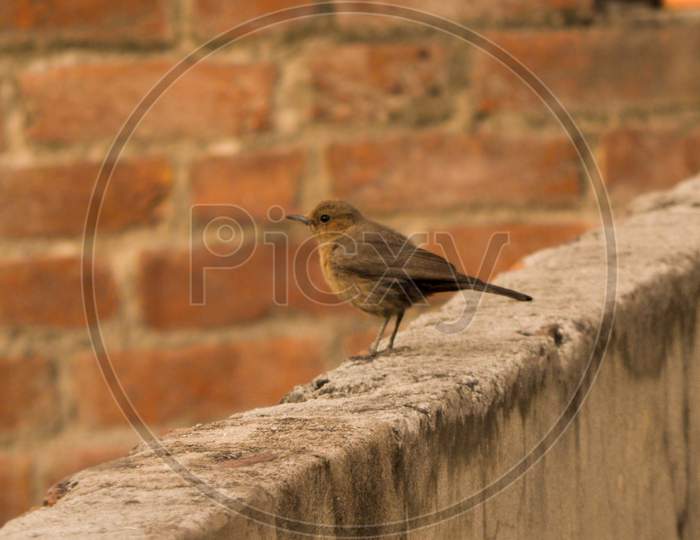 Indian brown rock chat bird like sparrow sitting on cemented brick wall.