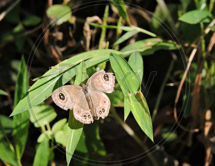 Common fourring butterfly