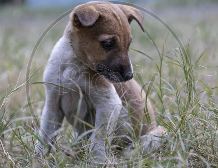 An Innocent Cute Street Puppy Sitting On Grass