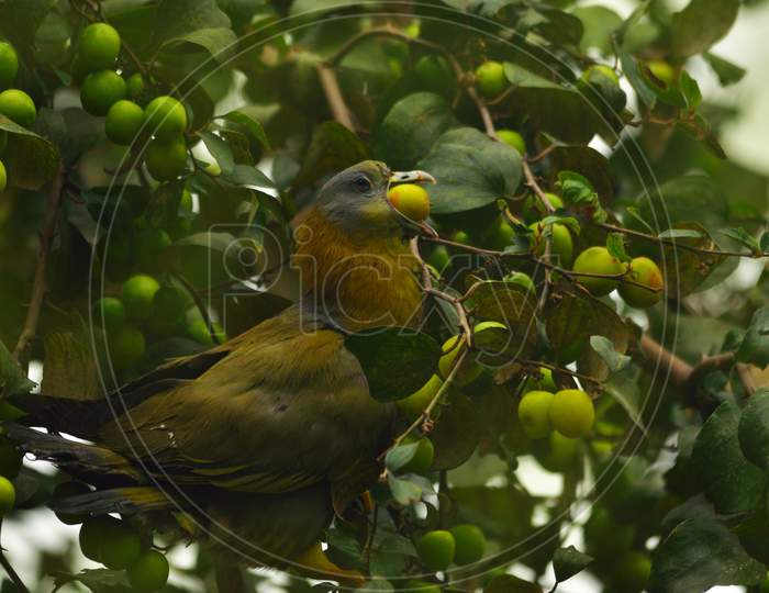 yellow footed green pegion