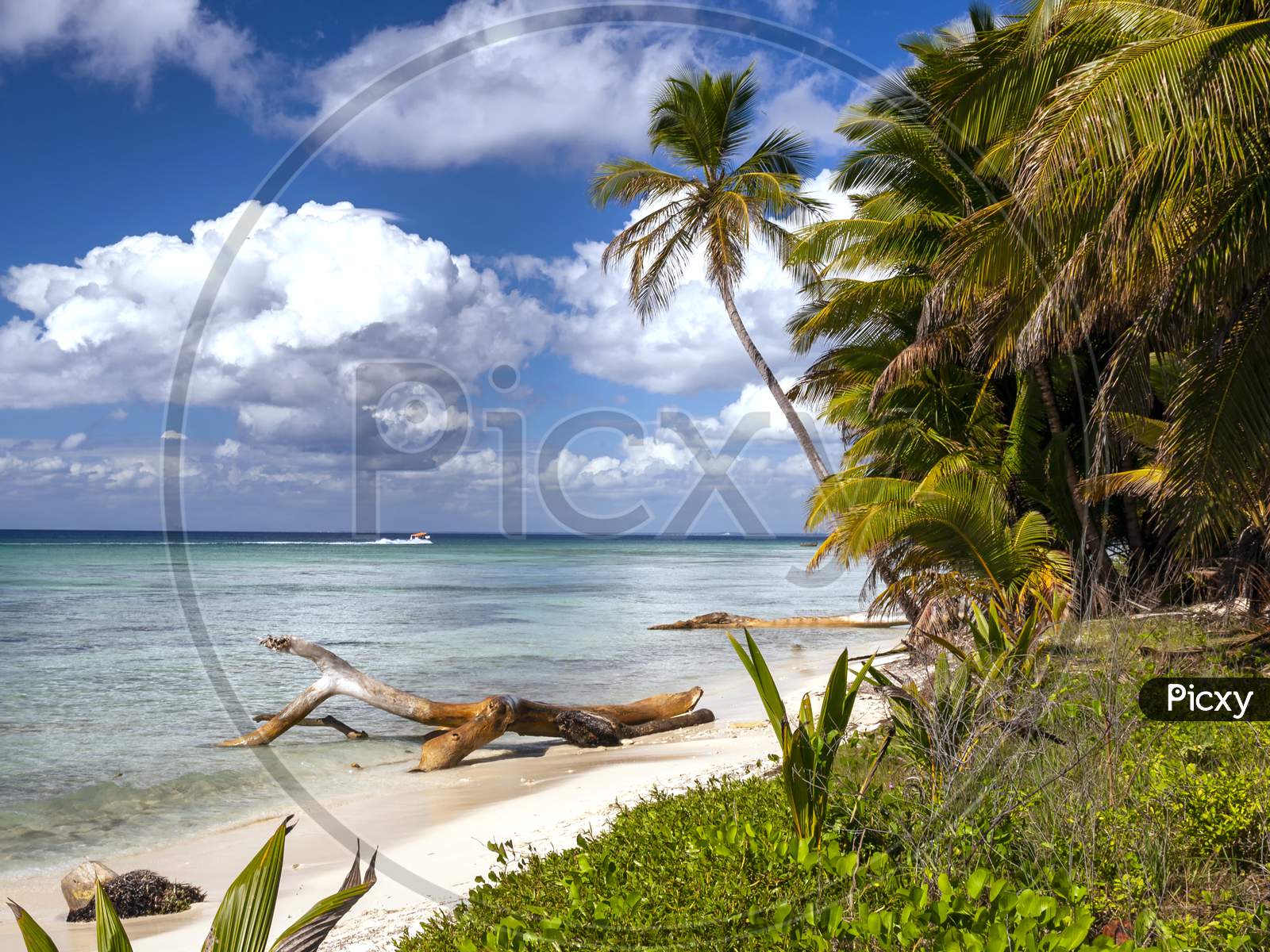 A horizontal shot of a Caribbean beach with white sand Palm trees and some driftwood