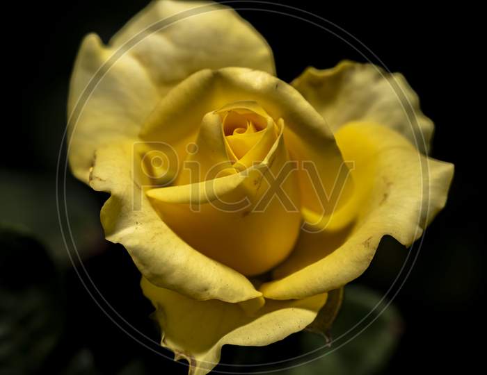 A Macro Shot Of Heart Shaped Yellow Rose In The Garden With Isolated Background