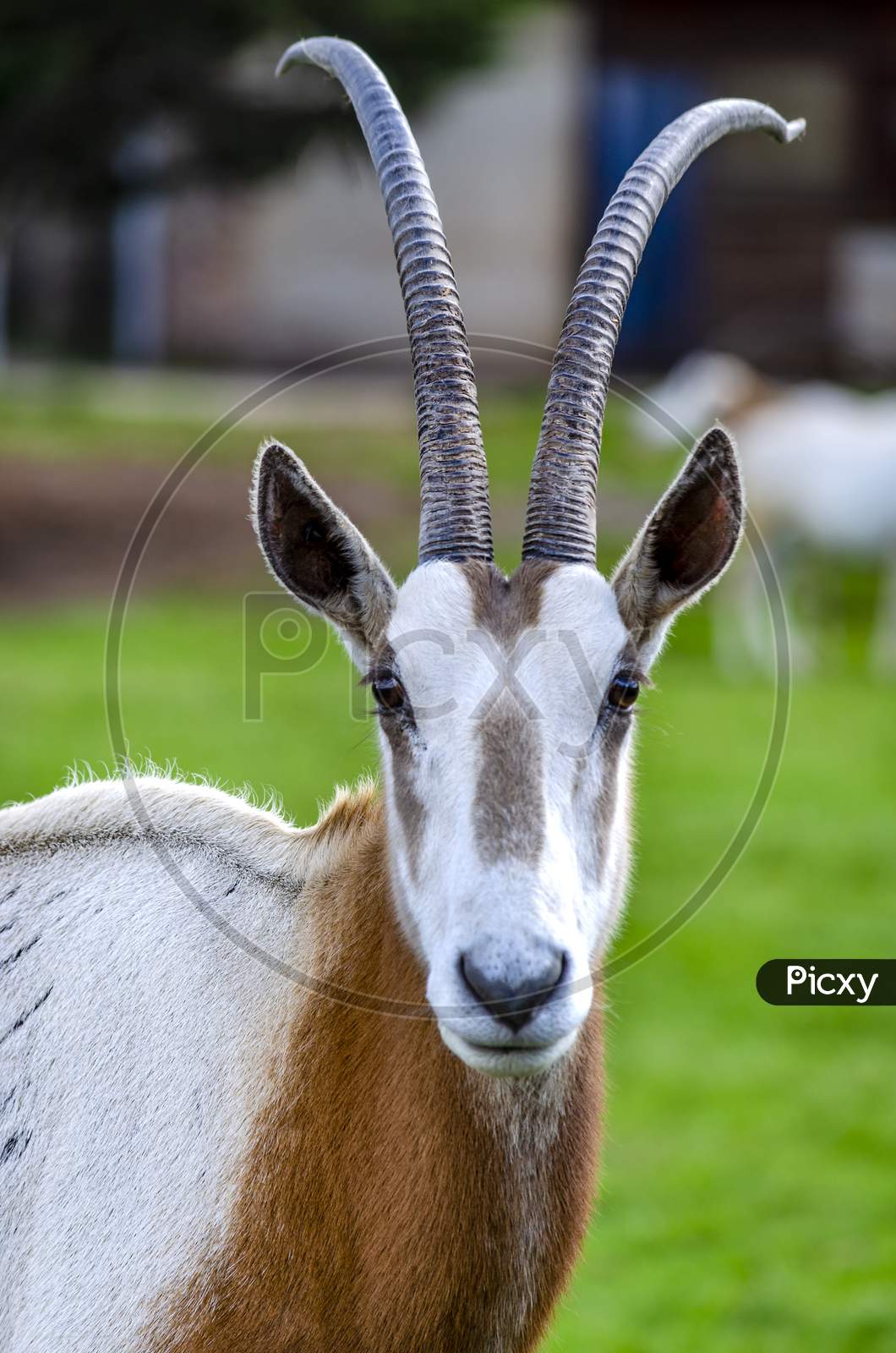 The Scimitar-horned Oryx, also called the Scimitar Oryx, of North Africa is extinct in the wild.