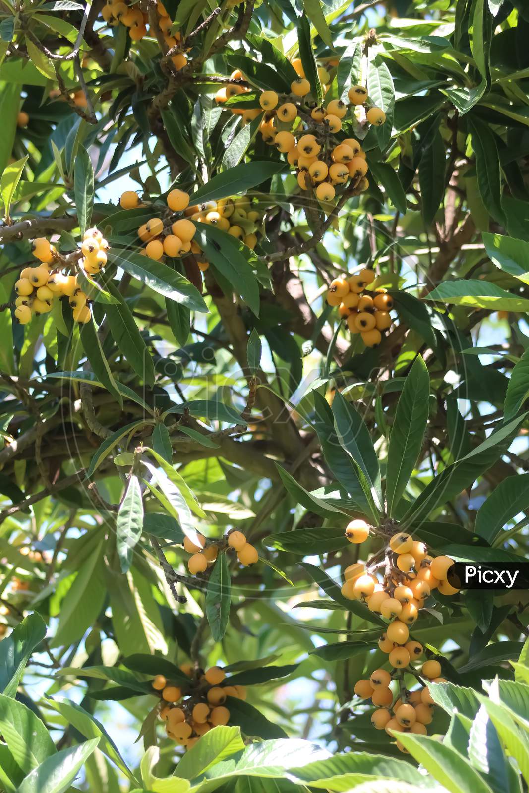 Bunches of loquat